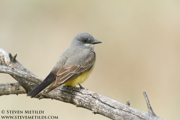 FLYCATCHERS, SHRIKES, VIREOS, SWALLOWS